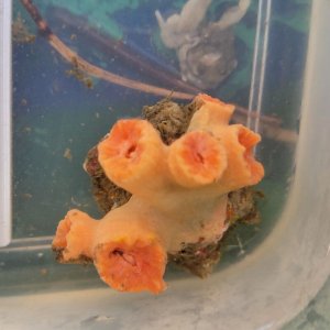 画像: 《近海産海洋生物》オオイボヤギ