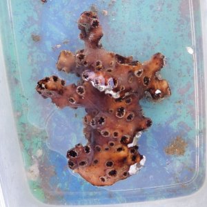 画像: 《近海産海洋生物》ナンヨウキサンゴ(極太物)