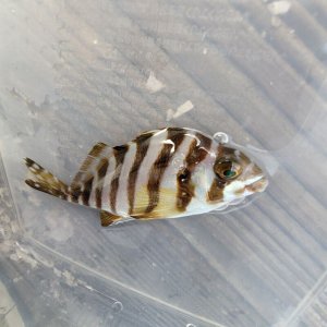 画像: 《近海産海水魚》タカノハダイ(Ｓサイズ)…ハンドコート採取