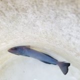 画像: 《近海産海水魚》コバンザメ（クロコバン）Sサイズ…ハンドコート採取