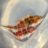 画像: 《近海産海水魚》【珍】タコベラ　ペア…ハンドコート採取