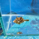 画像: 《近海産海水魚》カワハギ（Sサイズ）1匹…当店ハンドコート採取