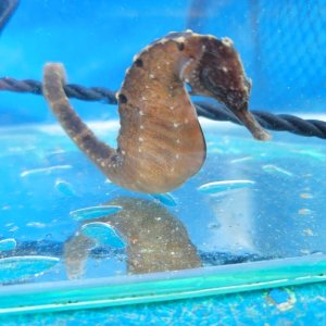 画像: 《近海産海水魚》【南伊勢産ワイルド個体】タカクラタツ雄（2Lサイズ）・・・ハンドコート採取