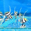 画像2: 《近海産海水魚》ハタタテダイ幼魚（2匹セット）…当店ハンドコート採取☆★