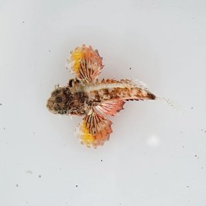 画像: 《近海産海水魚》【珍】ヤセオコゼ（画像の個体です）…ハンドコート採取