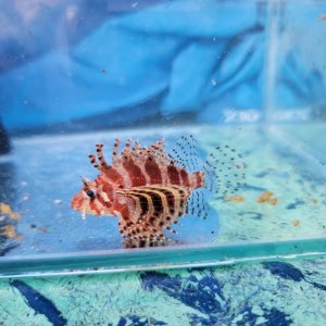 画像: 《近海産海水魚》シマヒメヤマノカミ（幼魚サイズ）…ハンドコート採取（特別セール中）