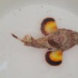 画像3: 《近海産海水魚》サツマカサゴ（画像の個体です）…ハンドコート採取