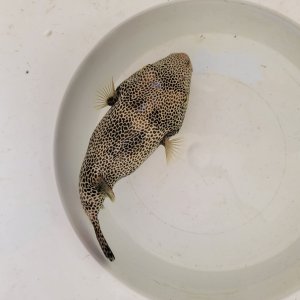 画像: 《近海産海水魚》モヨウフグ(画像の個体です)…ハンドコート採取