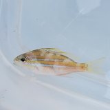 画像: 《近海産海水魚》ヨスジフエダイ幼魚…ハンドコート採取