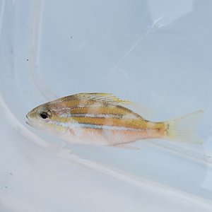 画像: 《近海産海水魚》ヨスジフエダイ幼魚…ハンドコート採取