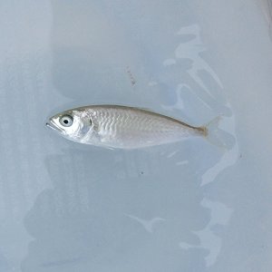 近海産・海水魚・甲殻類・海洋生物を全国に発送