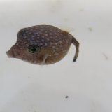 画像: 《近海産海水魚》ハコフグ（幼魚サイズ）1匹…ハンドコート採取