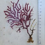 画像: 《近海産海洋生物》トゲナシヤギ