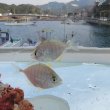 画像4: 《近海産海水魚》カイワリ幼魚…ハンドコート採取