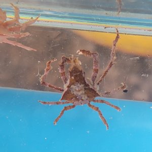 画像: 《近海産甲殻類》コノハガニ　雄（画像の個体です）…ハンドコート採取