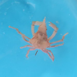 画像: 《近海産甲殻類》コノハガニ　雄（画像の個体です）☆珍色…ハンドコート採取