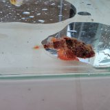 画像: 《近海産海水魚》ヒメサツマカサゴ（画像の個体です）…ハンドコート採取
