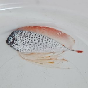 画像: 《近海産深海魚》【激レア】冷凍フリソデウオ（ほぼ完品に近い状態（生きた）で採取した画像の個体です！！）‥12センチ±