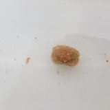 画像: 《近海産甲殻類》タマオウギガニ(画像の個体です)…当店ハンドコート採取
