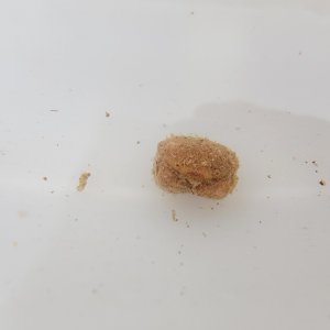 画像: 《近海産甲殻類》タマオウギガニ(画像の個体です)…当店ハンドコート採取