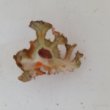 画像2: 《近海産甲殻類》イチョウガイ（銀杏貝）…ハンドコート採取