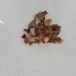 画像1: 《近海産甲殻類》イチョウガイ（銀杏貝）…ハンドコート採取