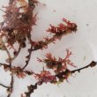 画像3: 《近海産海洋生物》朽ち木(画像の個体です)…海藻類、カイメン類活着