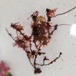 画像2: 《近海産海洋生物》朽ち木(画像の個体です)…海藻類、カイメン類活着