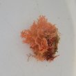 画像2: 《近海産海洋生物》アミコケムシの仲間（画像の個体です）‥イソハナビ（赤）活着