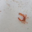 画像2: 《近海産甲殻類》サンゴガニ(画像の個体です)1匹