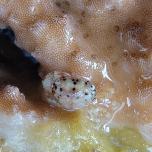 画像: 《近海産甲殻類》【珍】ヒメドメシアガニ（画像の個体です）…ハンドコート採取