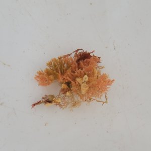 画像: 《近海産海洋生物》アミコケムシの仲間（画像の個体です）