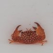 画像1: 《近海産甲殻類》サンゴガニ(画像の個体です)1匹