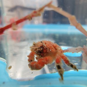 画像: 《近海産甲殻類》カイカムリ科の幼体(画像の個体です)…当店ハンドコート採取