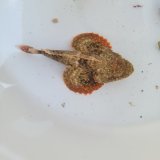 画像: 《近海産海水魚》サツマカサゴ（画像の個体です）…ハンドコート採取