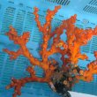 画像4: 《近海産海洋生物》【珍種】オキノセキサンゴ（3Lサイズ）の激美個体‥深海産（120メートル）