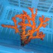 画像1: 《近海産海洋生物》【珍種】オキノセキサンゴ（3Lサイズ）の激美個体‥深海産（120メートル）