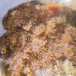 画像2: 《近海産海洋生物》ハナガササンゴ（画像の個体です）‥