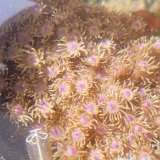 画像: 《近海産海洋生物》ハナガササンゴ（画像の個体です）‥