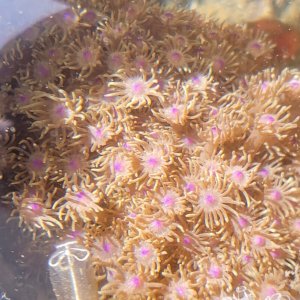 画像: 《近海産海洋生物》ハナガササンゴ（画像の個体です）‥
