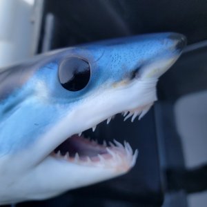 画像: 《外洋性海水魚》【珍サイズ】アオザメの若魚‥近海採取