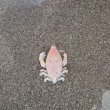 画像2: 《近海産甲殻類》トゲナシビワガニ（1匹）