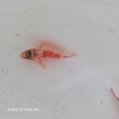 画像2: 《近海産海水魚》イソカサゴ(画像の個体です)…ハンドコート採取