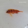 画像1: 《近海産海水魚》オキゴンベ(SSサイズのフリー個体)…当店ハンドコート採取