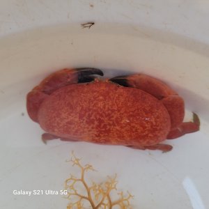 画像: 《近海産甲殻類》アカマンジュウガニ（画像の個体です）…ハンドコート採取