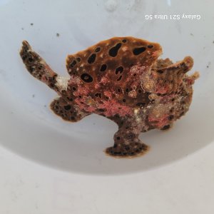 画像: 《近海産海水魚》オオモンカエルアンコウ（画像の個体です）‥マルチカラー