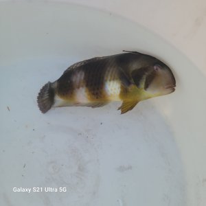 画像: 《近海産海水魚》ホシテンス…ハンドコート採取