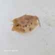 画像1: 《近海産海水魚》シマウミスズメ（SMサイズ）…ハンドコート採取
