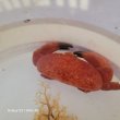 画像2: 《近海産甲殻類》アカマンジュウガニ（画像の個体です）…ハンドコート採取