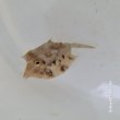画像3: 《近海産海水魚》シマウミスズメ（SMサイズ）…ハンドコート採取